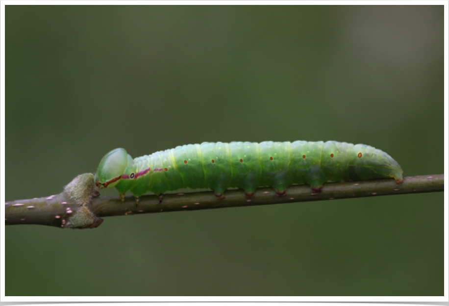 Peridea basitriens
Oval-based Prominent
Chilton County, Alabama